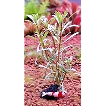 ルドウィジア インクリナータ 3.5号ビニールポット Amazon.co.jp: （水草） ルドウィジア キューバ 斑入り（3本